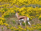 Springbok-2