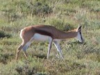 Springbok