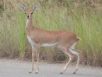 Steenbok-doe