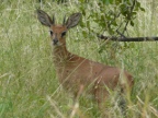 Steenbok-male