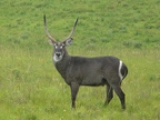 Waterbuck (203 KB)