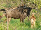 Wildebeest-Impala (233 KB)