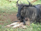 Wildebeest-Newborn (223 KB)