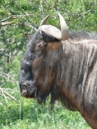 Wildebeest-sidehead (103 KB)