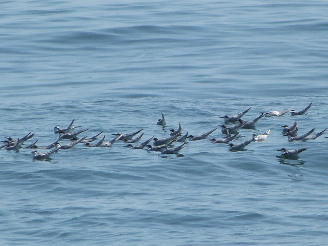Flock
