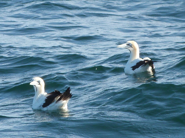 Gannets-Swimming