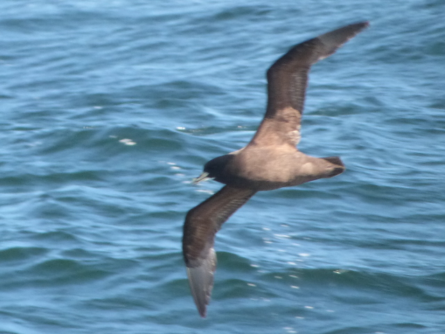 Shearwater-2