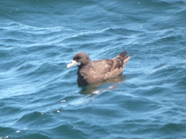 Shearwater-3