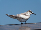 Common-Tern (155 KB)