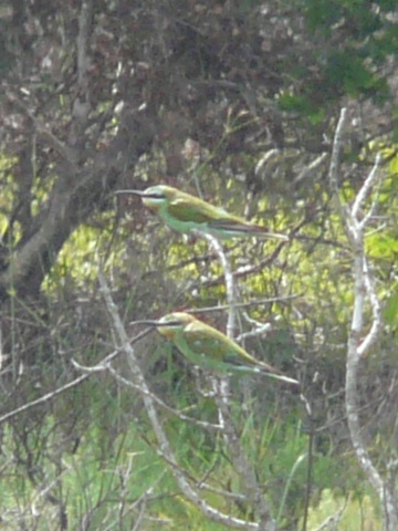 Blue-cheeked-Bee-eaters