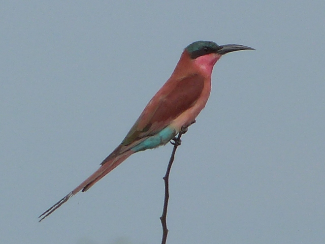 Carmine-Bee-eater