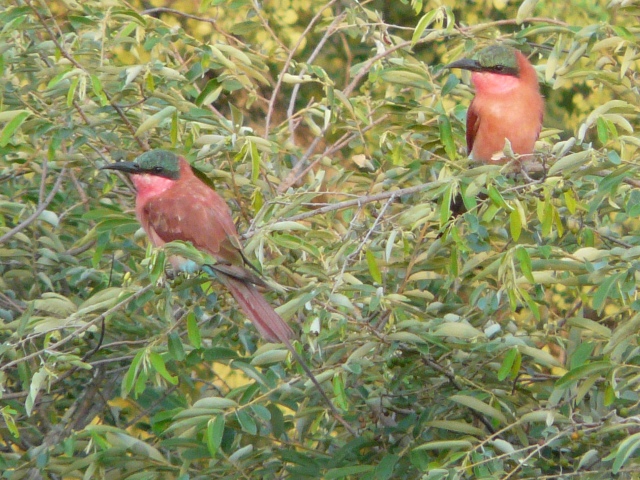 Carmine-Bee-eaters