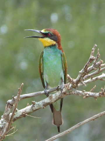 European-Bee-eater