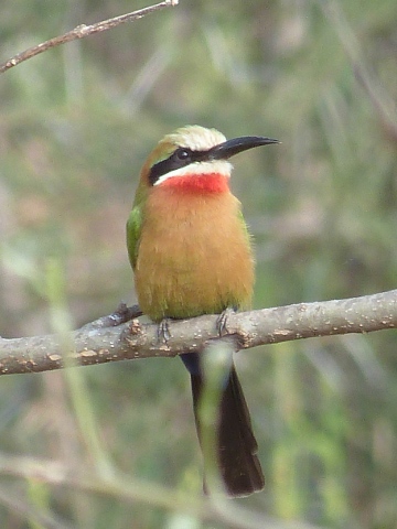 White-fronted-Bee-eater