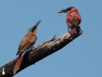 Carmine-Bee-eaters-1 (142 KB)