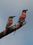 Carmine-Bee-eaters-2 (91 KB)