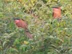 Carmine-Bee-eaters (207 KB)