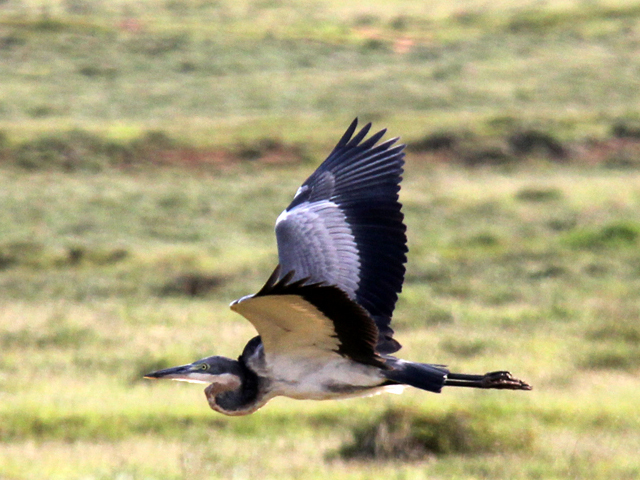 Blue-Crane-Flying