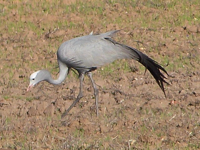 Blue-Crane