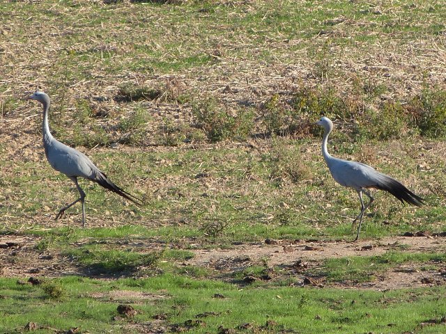 Blue-Cranes