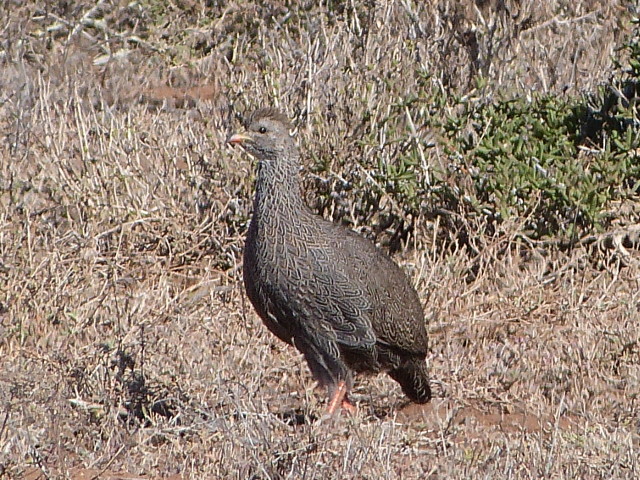 Cape-Spurfowl