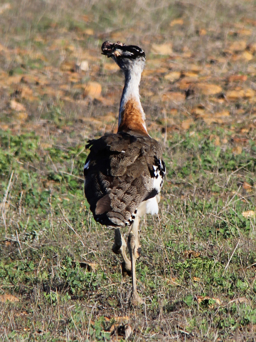 Denham-Bustard