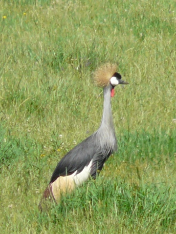 Grey-Crowned-Crane