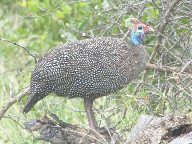 Helmeted-Guineafowl