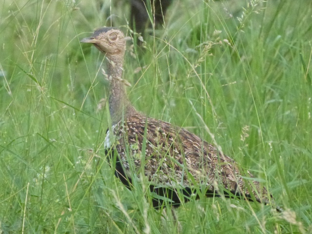 Korhaan-Red-crested