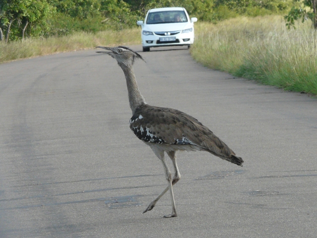 Kori-Bustard