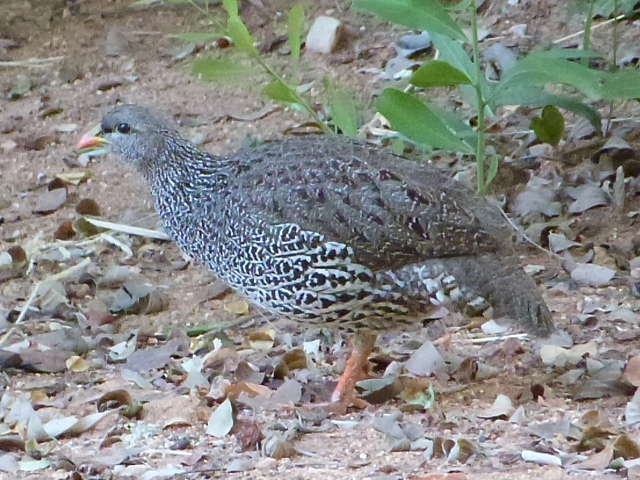 Natal-Spurfowl