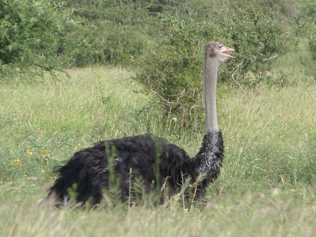 Ostrich