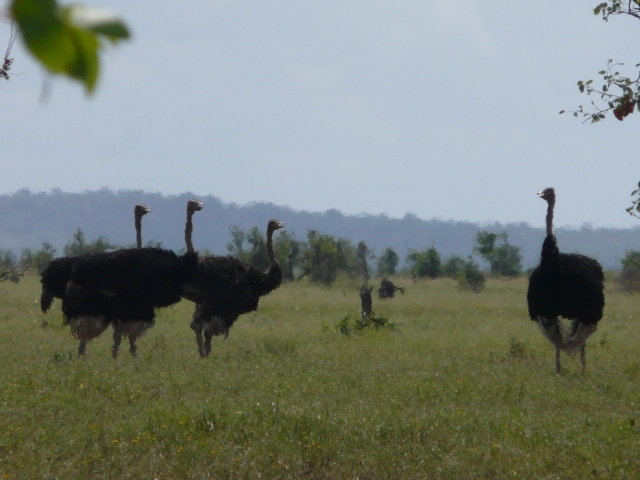 Ostriches-Waterhole