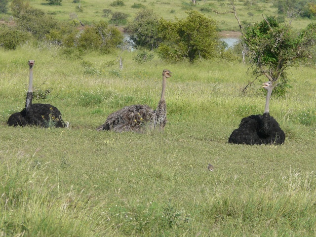 Ostriches