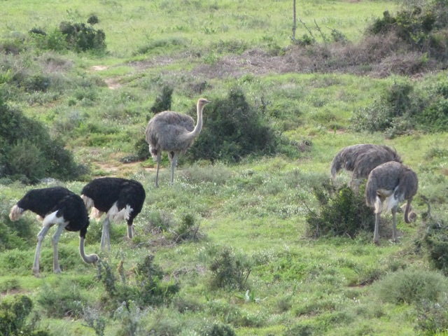 Ostriches2