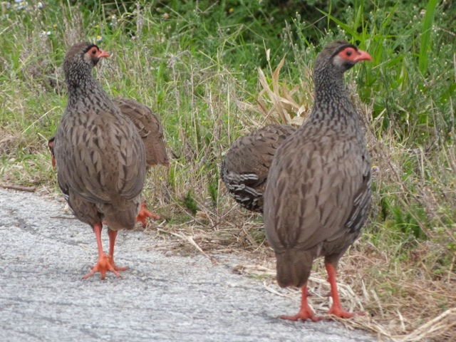 Rednecked-Spurfowl