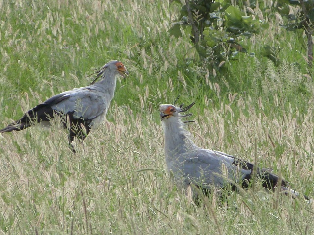 Secretarybird