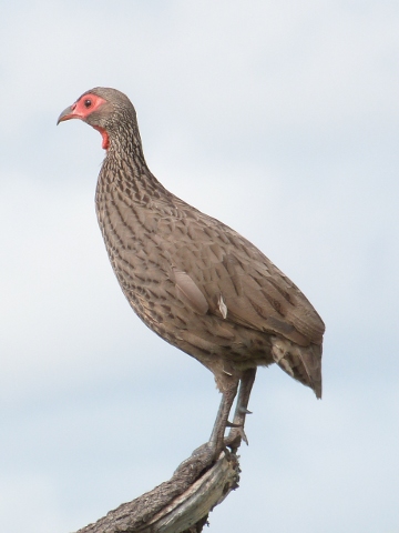 Spurfowl-Swainson