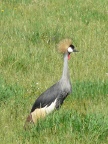 Grey-Crowned-Crane (110 KB)