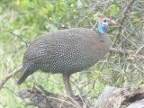 Helmeted-Guineafowl (174 KB)