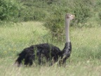 Ostrich (197 KB)