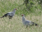 Secretarybird (194 KB)