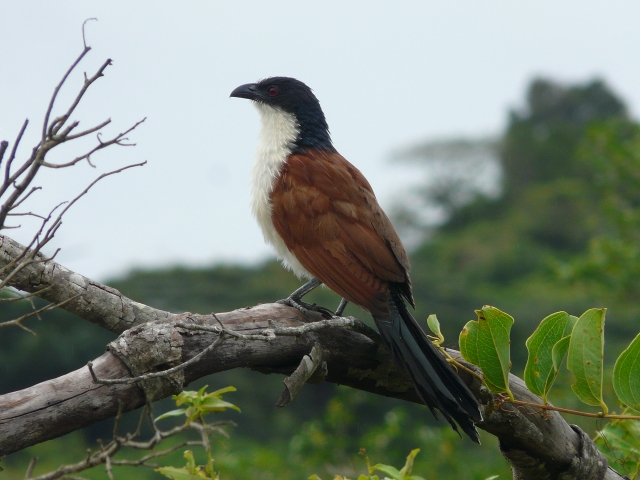 Burchells-Coucal