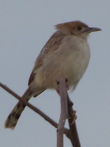 Cisticola-Levaillant