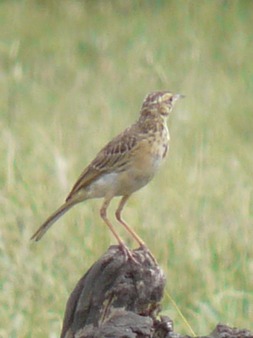 Cisticola-Rattling