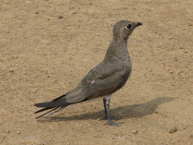 Collared-Pratincole1