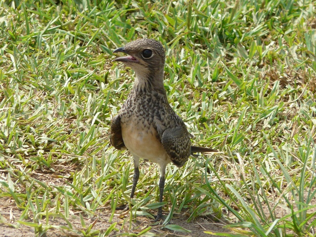 Collared-Pratincole2