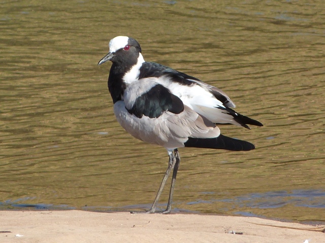 Lapwing-Blacksmith