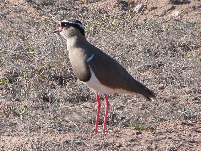 Lapwing-Crowned