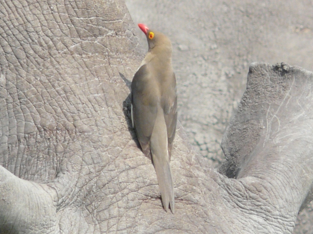 Oxpecker